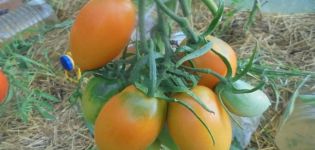 Descrição da variedade de tomate Golden Bullet e suas características