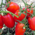 Χαρακτηριστικά και περιγραφή της ποικιλίας ντομάτας αυτιά Volovyi, η απόδοσή της
