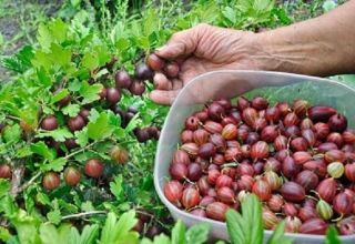 Wann und wie man Stachelbeeren richtig pflückt, um nicht zu stechen