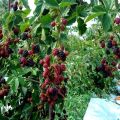 How and what to feed blackberries in spring, summer and autumn during flowering and fruiting