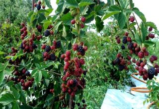 Cómo y qué alimentar a las moras en primavera, verano y otoño durante la floración y la fructificación.