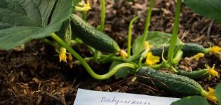 Descrição das variedades de pepinos Babushkin secreto f1, cultivo e cuidado