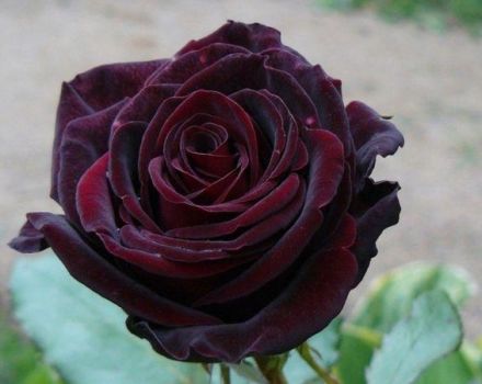 Description and characteristics of black magic roses, planting and care
