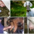 Kaip melžti ožką ir jos priežiūros ypatybės, specialistų patarimai