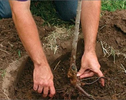 Cách trồng cây anh đào đúng cách vào mùa xuân, hạ và thu, quy tắc chăm sóc