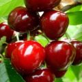 Description of varieties of large-fruited cherries, pollinators, cultivation and care