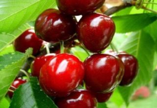 Περιγραφή ποικιλιών κερασιών μεγάλου καρπού, επικονιαστών, καλλιέργειας και φροντίδας