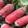 Περιγραφή της ποικιλίας daikon Raspberry νέκταρ, συστάσεις για καλλιέργεια και φροντίδα