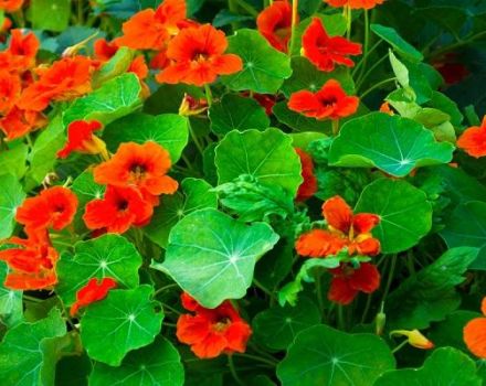 Περιγραφή 14 ειδών και ποικιλιών nasturtium, φύτευσης και φροντίδας στο ύπαιθρο
