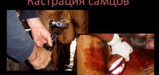 Топ 4 начина кастрирања бикова и у којем узрасту