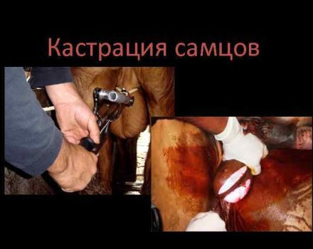 Top 4 ways to castrate bulls and at what age to carry out
