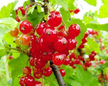 Description of red currant varieties Marmeladnitsa, planting and care