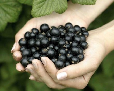 Propriétés utiles et contre-indications du cassis pour le corps humain