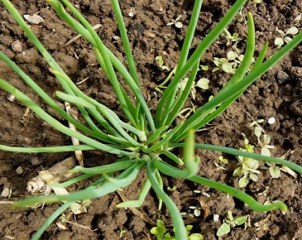 Plantar, cultivar e cuidar das cebolas familiares em campo aberto