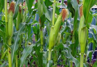 Technologie des Anbaus und der Pflege von Mais auf freiem Feld unter agrotechnischen Bedingungen