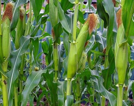 Technologie des Anbaus und der Pflege von Mais auf freiem Feld unter agrotechnischen Bedingungen