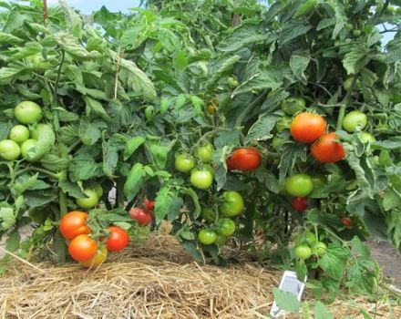 מאפיינים ותיאור של זן העגבניות טמינה, התשואה שלו