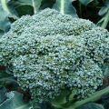 Raisons pour lesquelles le brocoli peut changer de couleur et ce que vous pouvez faire