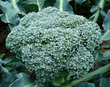 Årsager til, at broccoli kan ændre farve, og hvad du kan gøre