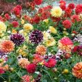 International classification of varieties of dahlia description and characteristics of species