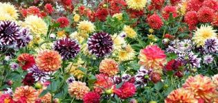Tarptautinė dahlia veislių klasifikacija ir rūšių charakteristika