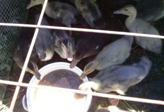 Brauchen Entenküken nachts Licht und wie viel es einschaltet, sind die Hauptanforderungen