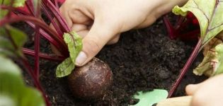 Wann viele Rüben zur Lagerung aus dem Garten entfernt werden müssen, wie viele Tage wachsen sie?