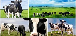 Is it profitable and how much will it cost to keep a cow per month and year, income