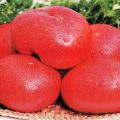 Caractéristiques de la variété de tomate Early love, son rendement