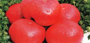 Đặc điểm của giống cà chua Yêu sớm, năng suất