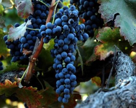 Description and characteristics of the Syrah grape variety, where it grows and is cultivated