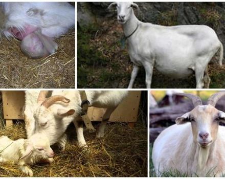 Tecken på lammande get och vad man ska göra nästa, postpartum vård och problem