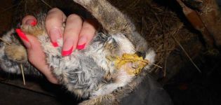 Die Hauptursachen für Durchfall bei Kaninchen und wie zu Hause zu behandeln