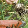 When is it necessary to dig up garlic in the Samara, Volgograd and Ulyanovsk and Saratov regions?