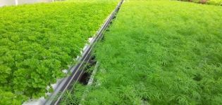 Wie man Petersilie hydroponisch anbaut und wie viel sie wächst