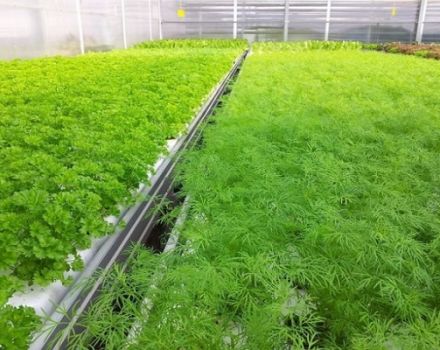 Wie man Petersilie hydroponisch anbaut und wie viel sie wächst