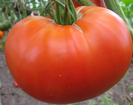 Características e descrição da variedade de tomate O tamanho desejado, seu rendimento
