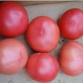Characteristics and description of the tomato variety Favorite