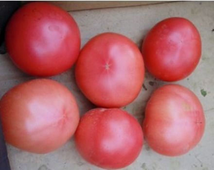 Eigenschaften und Beschreibung der Tomatensorte Favorit