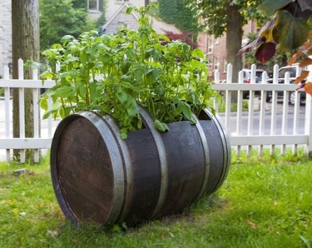 The technology of growing potatoes in a barrel, the pros and cons of the method