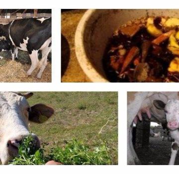 How to properly feed a cow at home before and after calving