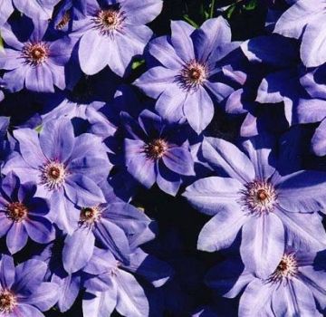 Descrição e cultivo da variedade híbrida de clematis Sra. Cholmondeli