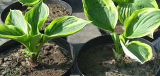 Reproduction of hosts by dividing a bush or seeds, how and when to carry out the procedure