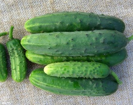 Description of the cucumber variety Bumblebee f1, its characteristics and yield