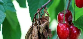 Πώς να αντιμετωπίσετε αποτελεσματικά τις αφίδες στα κεράσια με φάρμακα και λαϊκές θεραπείες