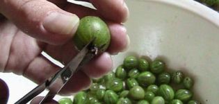 Како правилно замрзнути коприве за зиму у фрижидеру код куће и је ли могуће