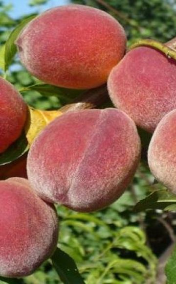 Descrições das 20 melhores variedades de pêssegos da Crimeia e regras de cultivo