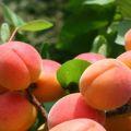Descrição das variedades de damasco Sucesso, características de rendimento e características de cultivo