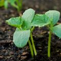 A que distância você precisa plantar pepinos com mudas e sementes em campo aberto