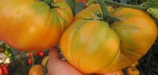 Eigenschaften und Beschreibung der Tomatensorte Gelber Riese